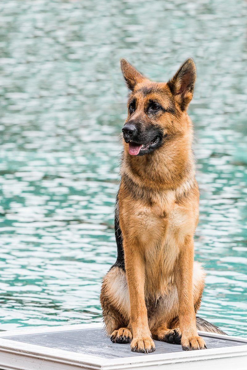 fotogebell.de, Hundefotografie, Hundefotograf, Carsten Pöhler, Hundeschwimmen