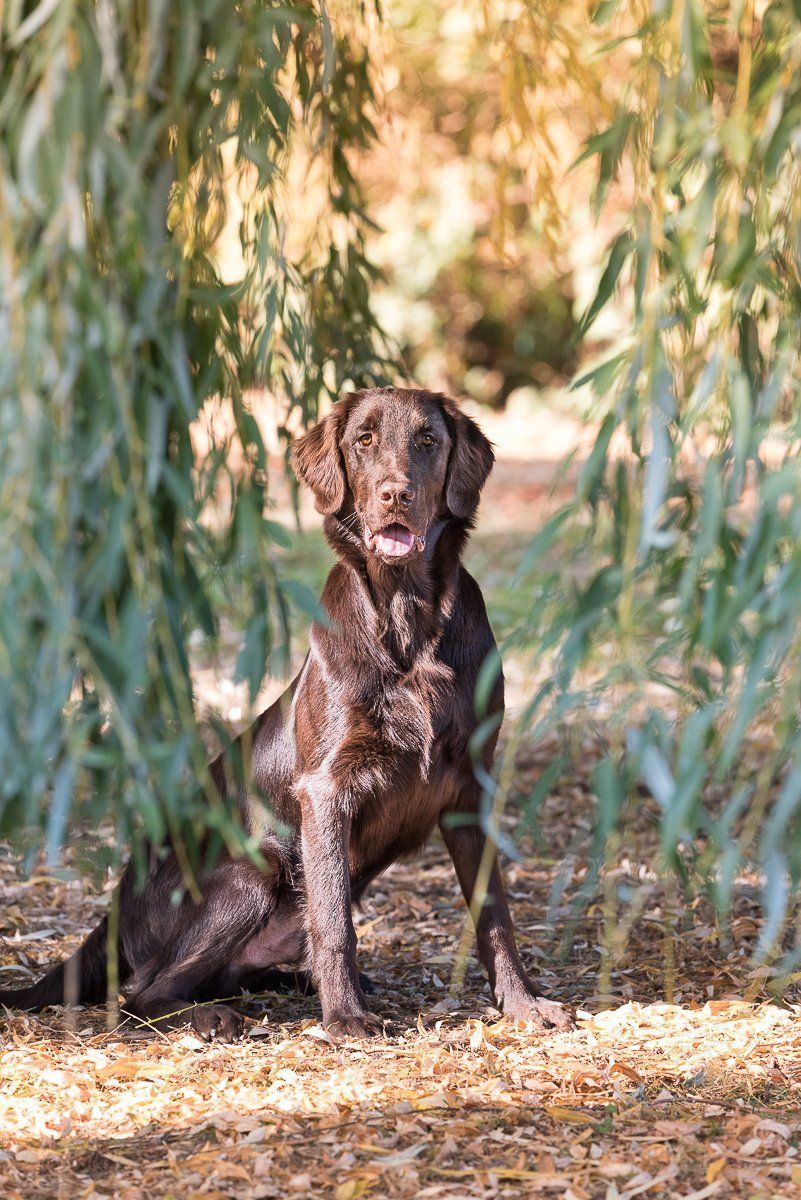 Brauner Flatcoated Retriever sitzt in der Herbstsonne zwischen hängenden Weidenzweigen.