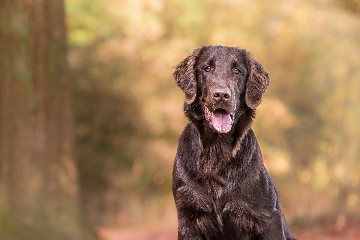 Brauner Flatcoated Retriever schaut vor herbstlich gefärbtem Hintergrund in die Kamera.