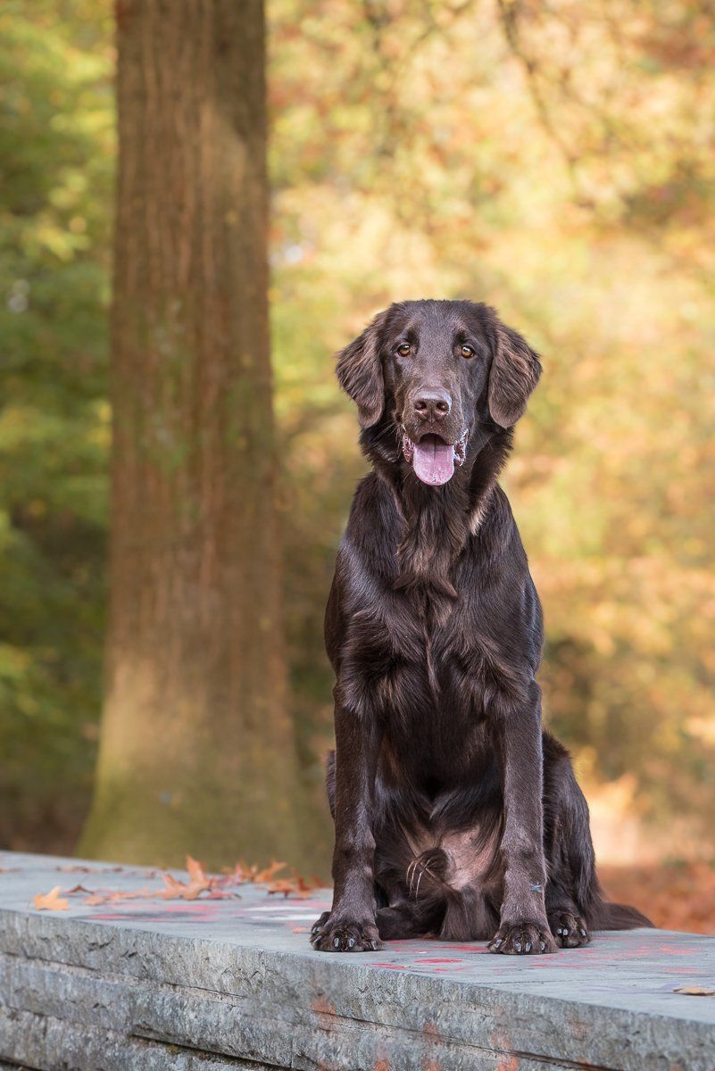 Brauner Flatcoated Retriever sitzt auf einer grauen Steinmauer und schaut in die Kamera.
