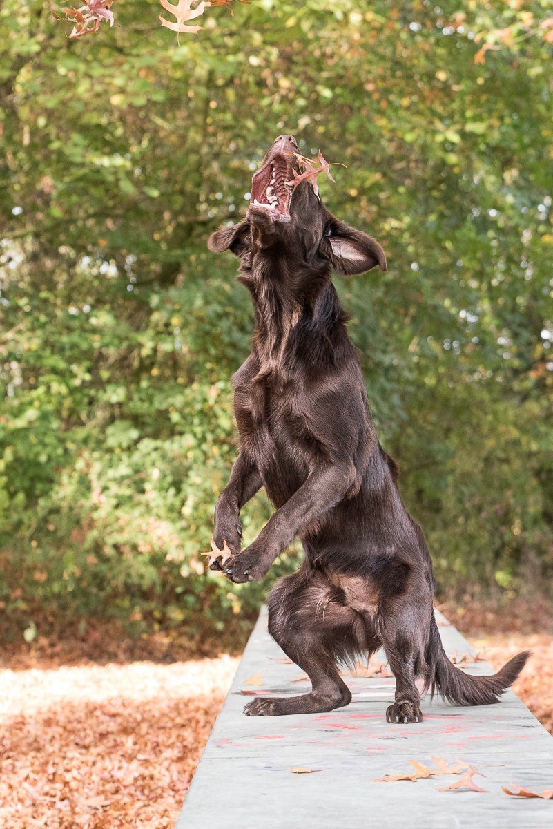 Brauner Flatcoated Retriever schnappt auf den Hinterbeinen stehend nach fallendem Laub.