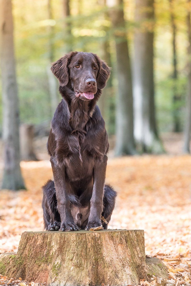 Brauner Flatcoated Retriever sitzt in einem Wald auf einem Baumstumpf.
