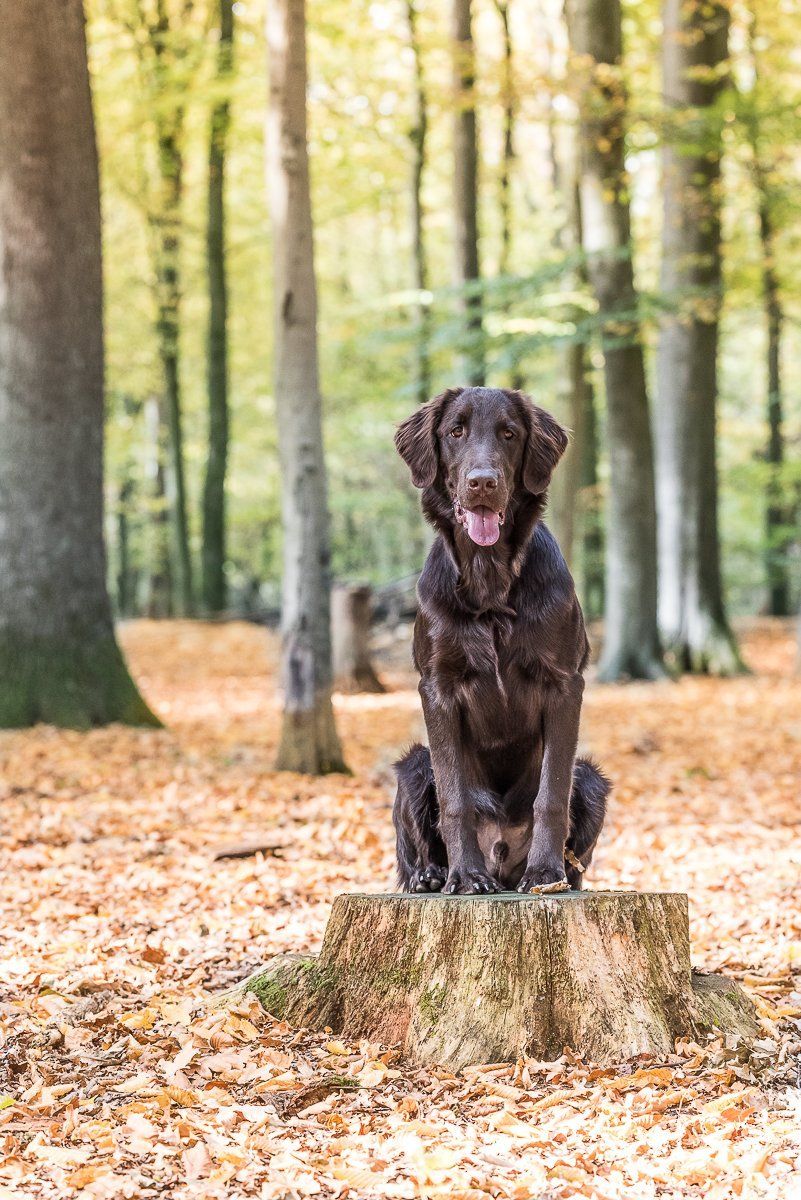 Brauner Flatcoated Retriever sitzt auf einem Baumstumpf im Wald.