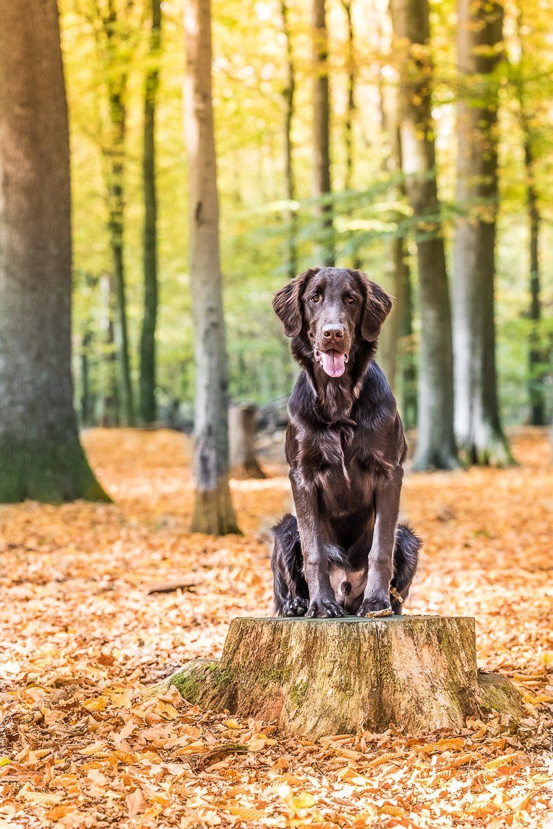 Brauner Flatcoated Retriever sitzt in einem herbstlichen Wald auf einem Baumstumpf und schaut in die Kamera