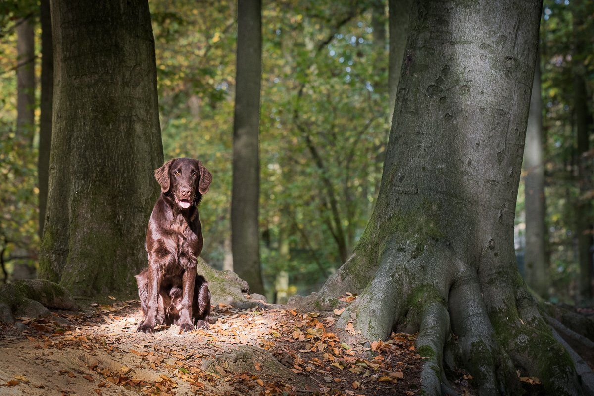 Brauner Flatcoated Retriever sitzt in einem Wald zwischen zwei Bäumen.