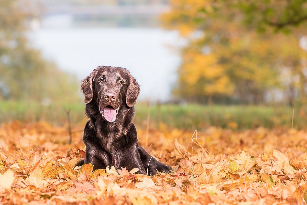 Brauner Flatcoated Retriever, der in der Herbstsonne im braungelben Laub liegt und in die Kamera schaut.