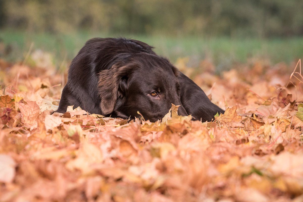 Brauner Flatcoated Retriever liegt im braungelben Laub und hat die Nase ins Laub gesteckt.