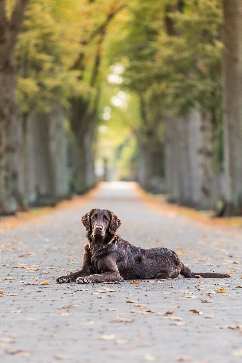 Brauner Flatcoated Retriever liegt auf einem gepflasterten Weg einer Allee.