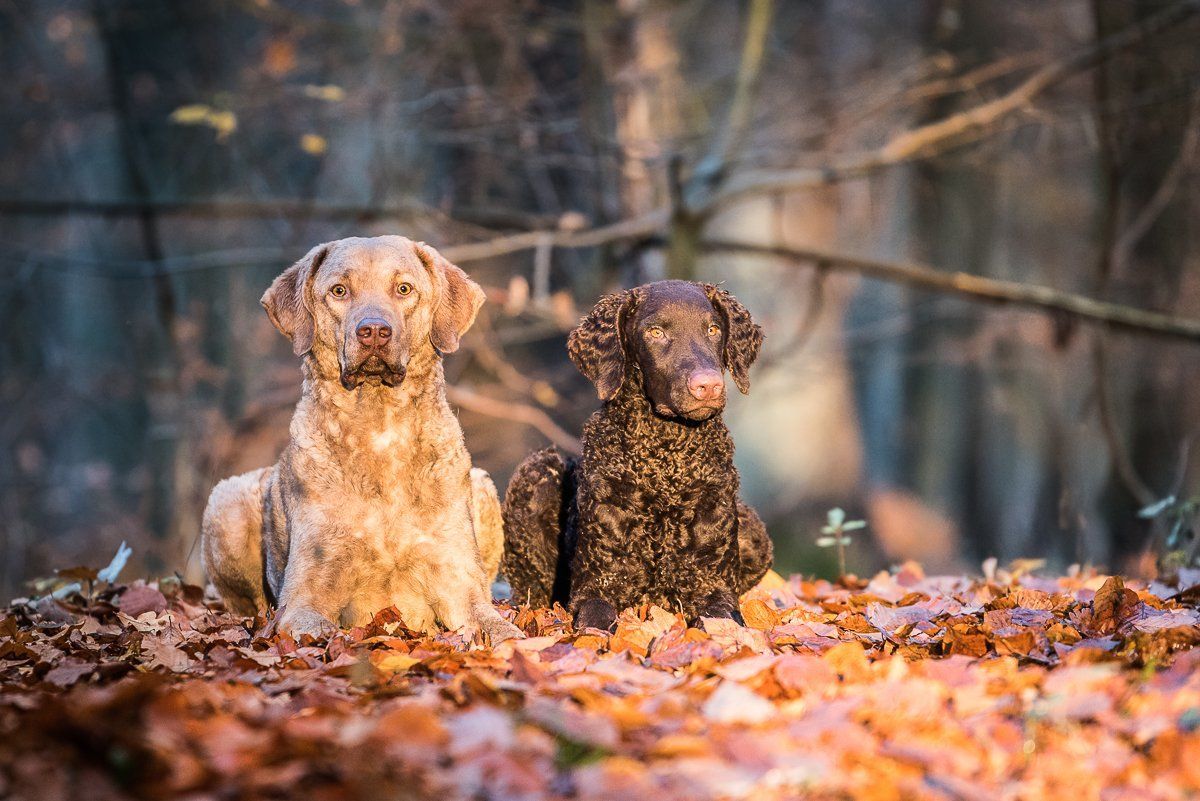 Fotogebell Hundefotografie Hund Carsten Pöhler