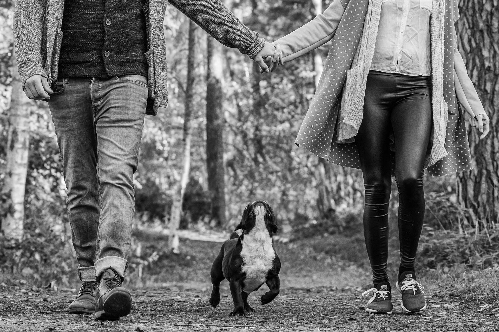 Fotogebell Hundefotografie Hund Carsten Pöhler