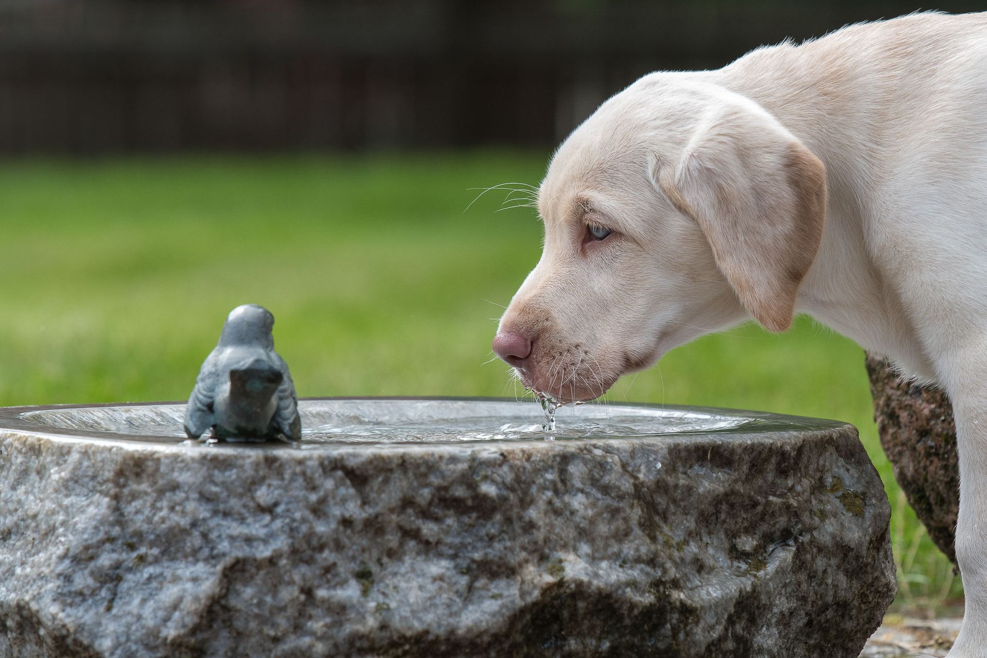 Fotogebell Hundefotografie Hund Carsten Pöhler