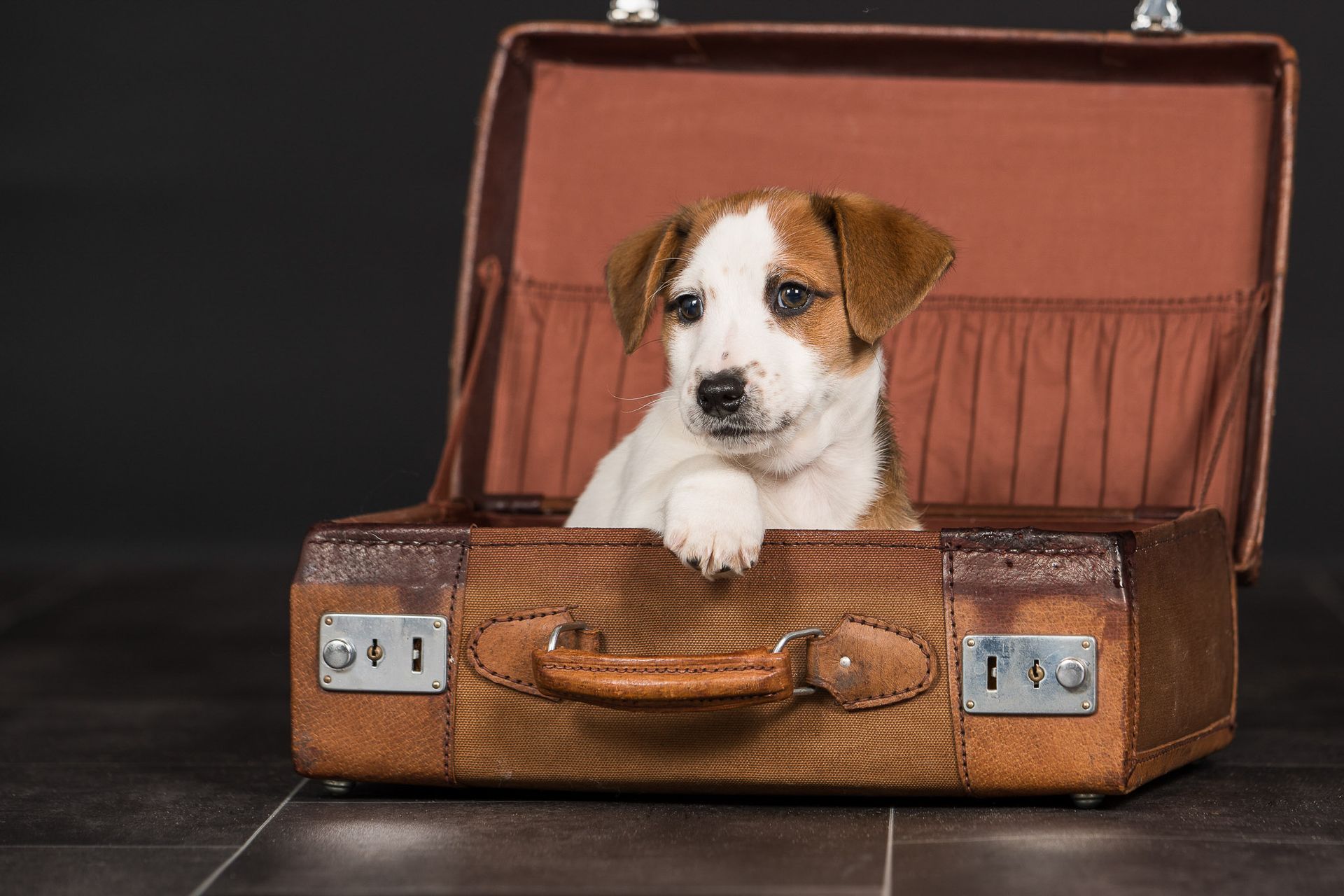 Fotogebell Hundefotografie Hund Carsten Pöhler
