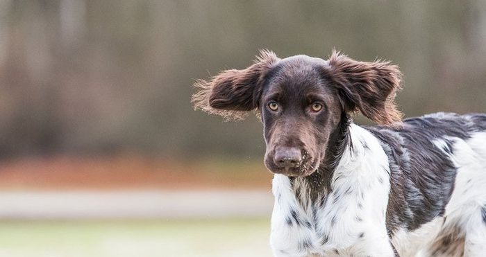 fotogebell.de, Hund, Hundefotografie, Carsten Pöhler