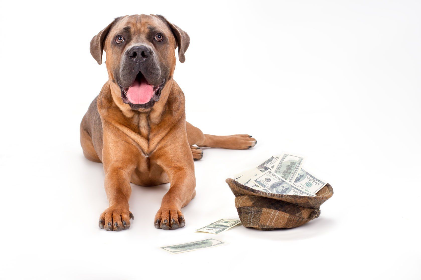 Fotogebell Hundefotografie Hund Carsten Pöhler