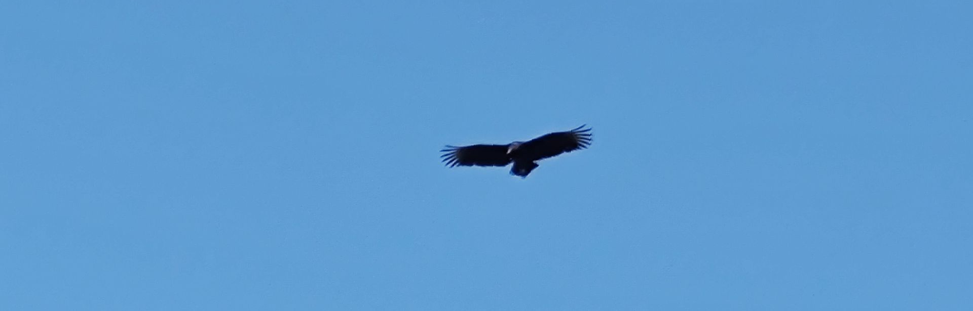 great-buzzard-occupation-magnolia-tx