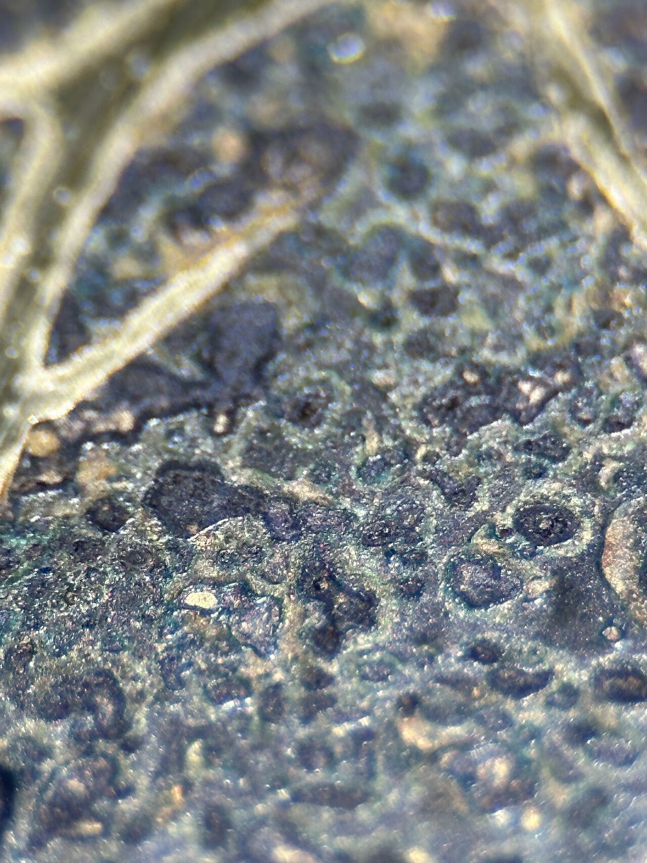 laser cut 3mm polished brass with patina, close up of patina