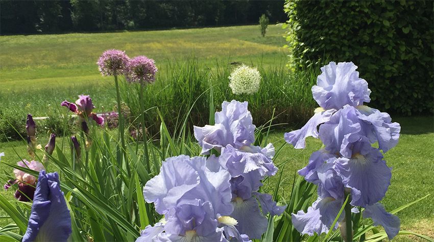 Iris und Alliumblüten vor einem unscharfen Gartenhintergrund und Wiesen