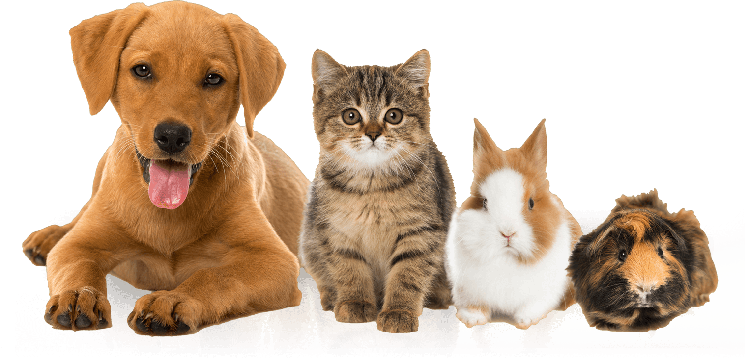 Range of pets dog cat rabbit guinea pig