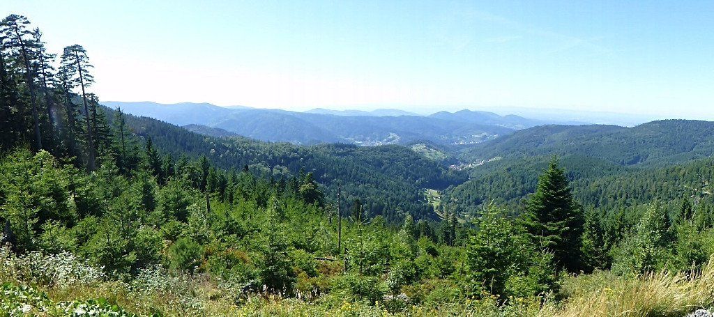A view of the Black Forest