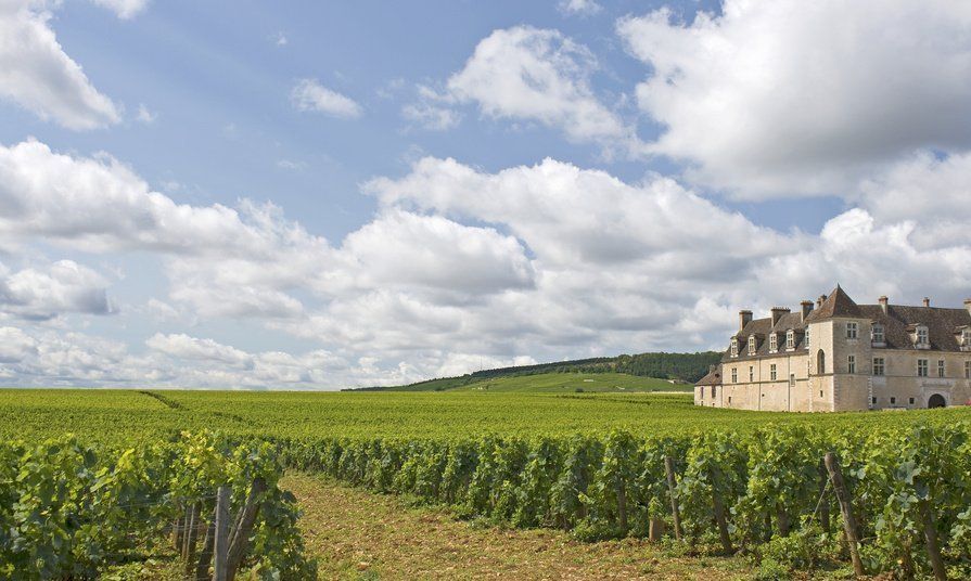 A vineyard in Burgundy France