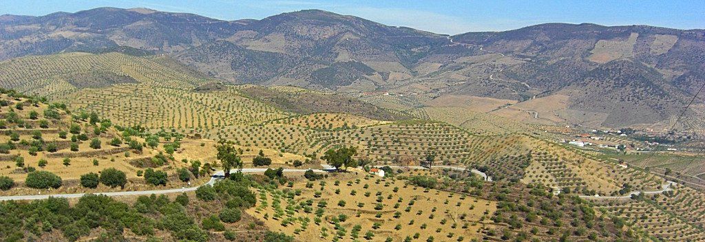 Spanish Olive Trees