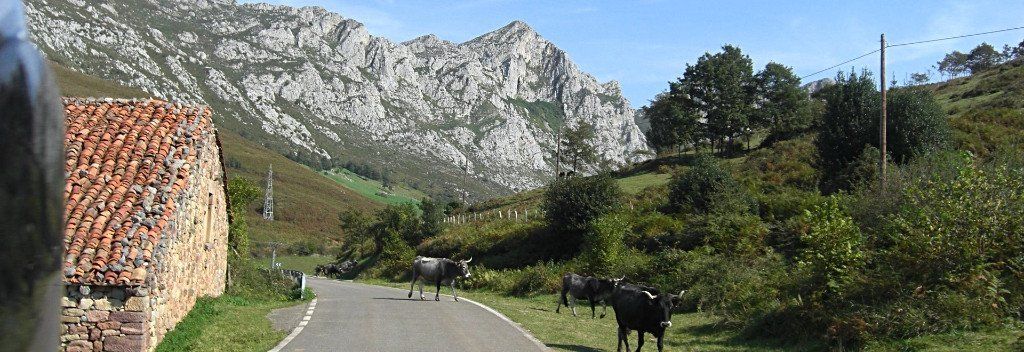 Roaming Bulls in Spain