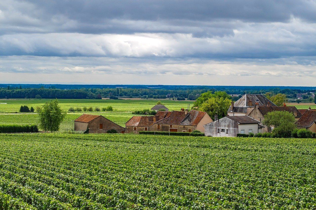 Burgundy Vineyard