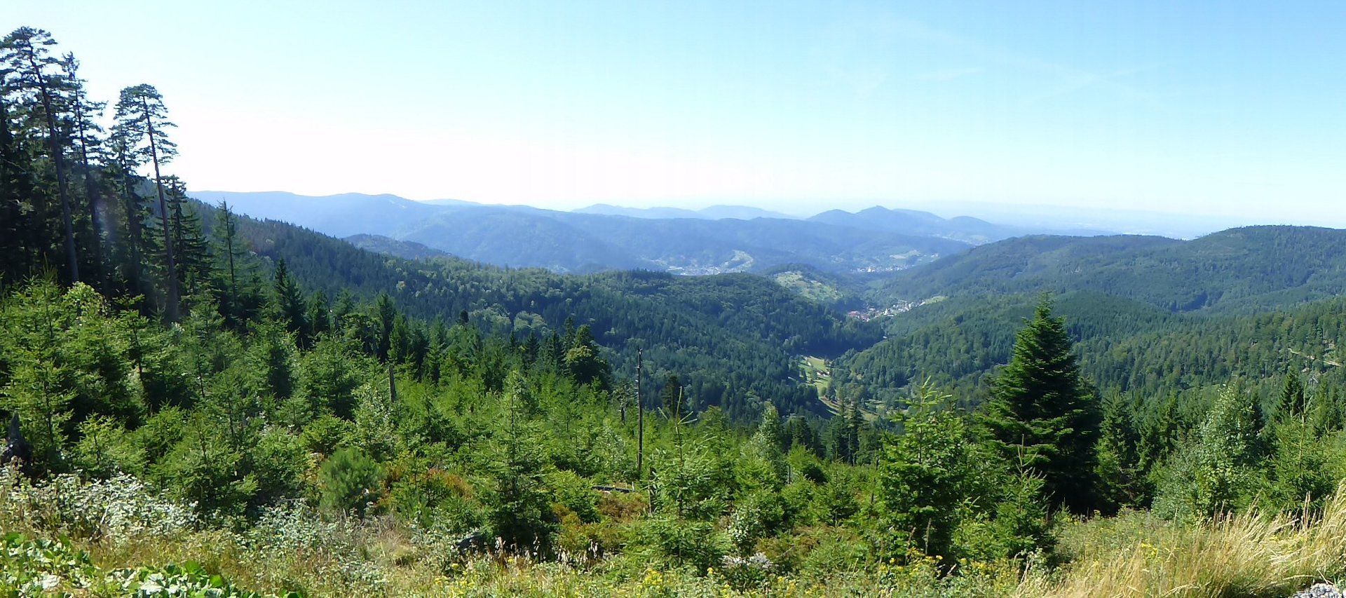 Black Forest