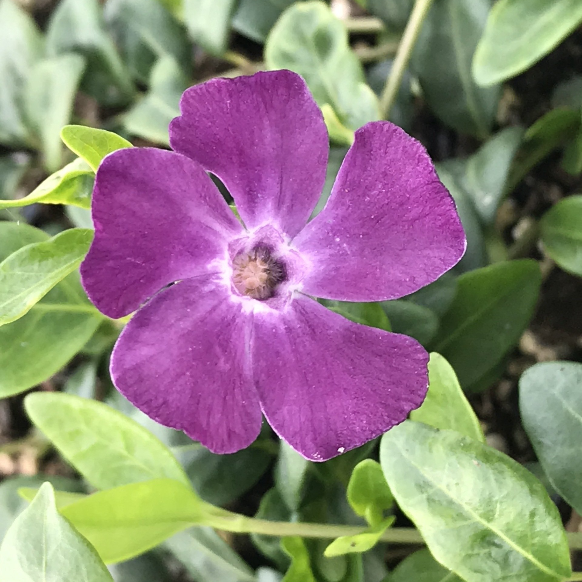 Kleines Immergrün 'Violett' Vinca minor 'Atropurpurea' - Kleines Immergrün 'Violett'