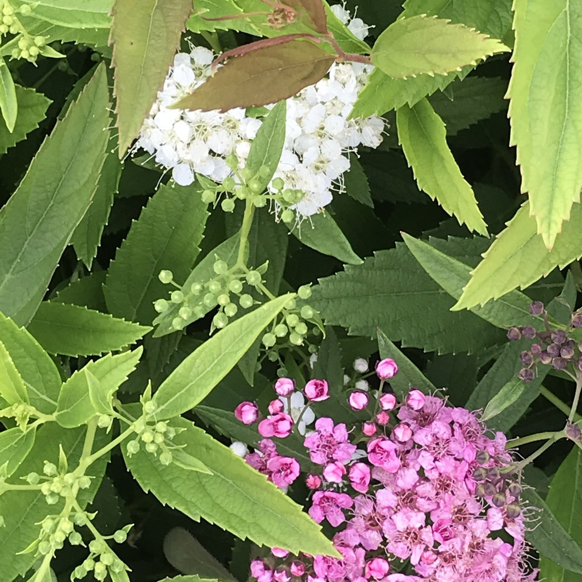 Bunter Sommerspierstrauch Spiraea japonica 'Shirobana' - bunter Sommerspierstrauch