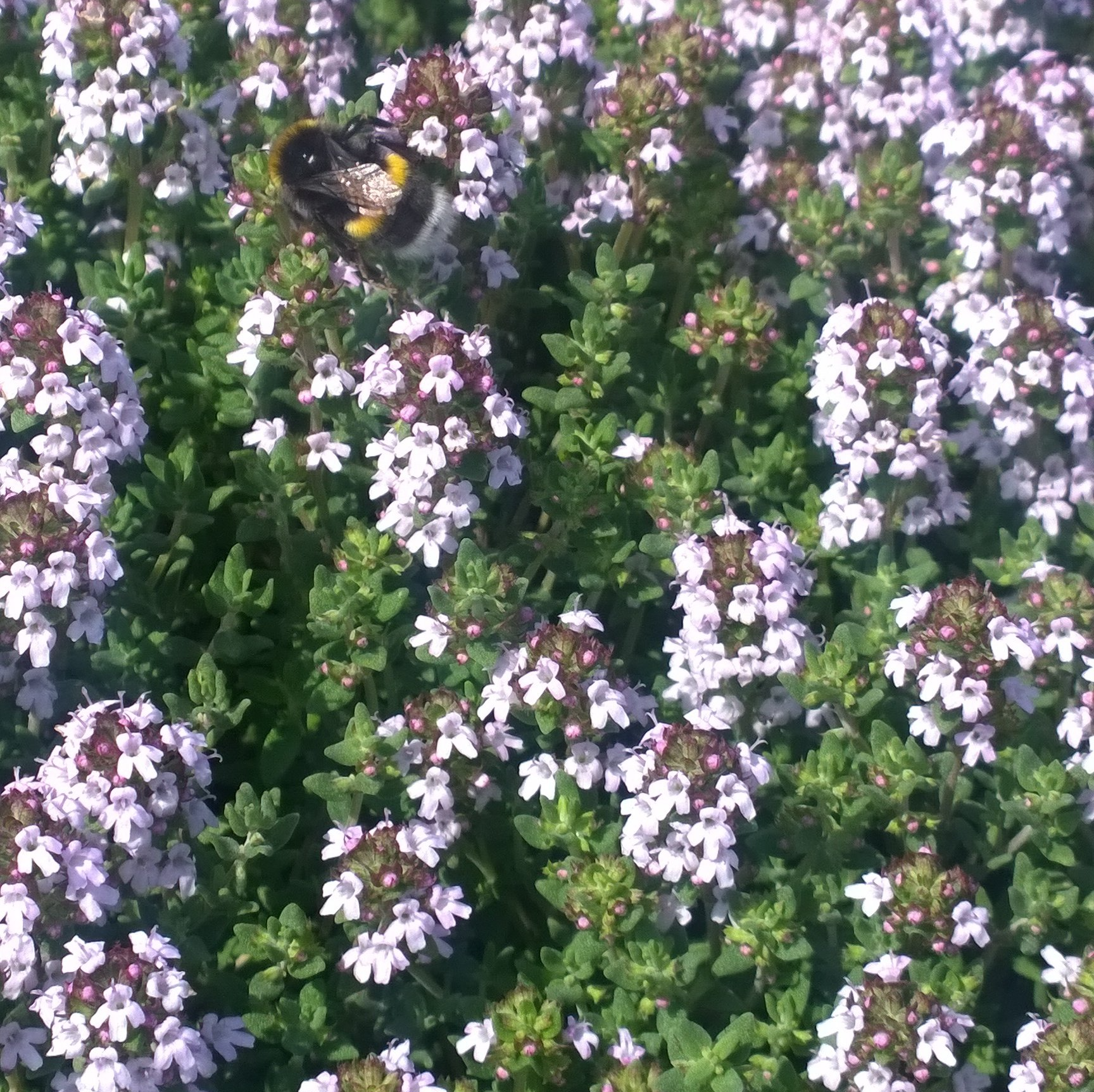 Sand-Thymian Thymus serphyllum 'Magic Carpet'