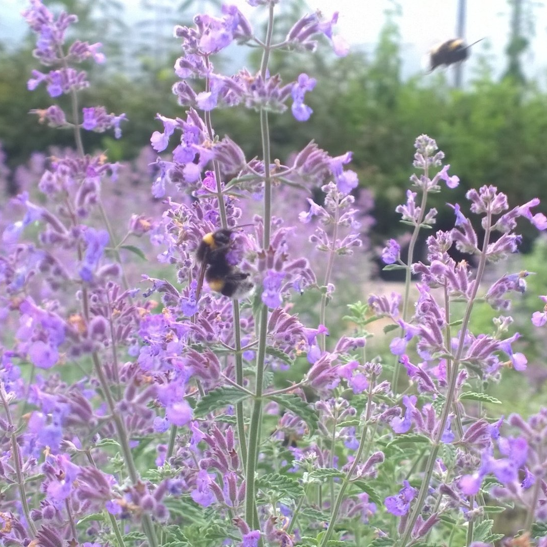 Katzenminze Nepeta - Katzenminze