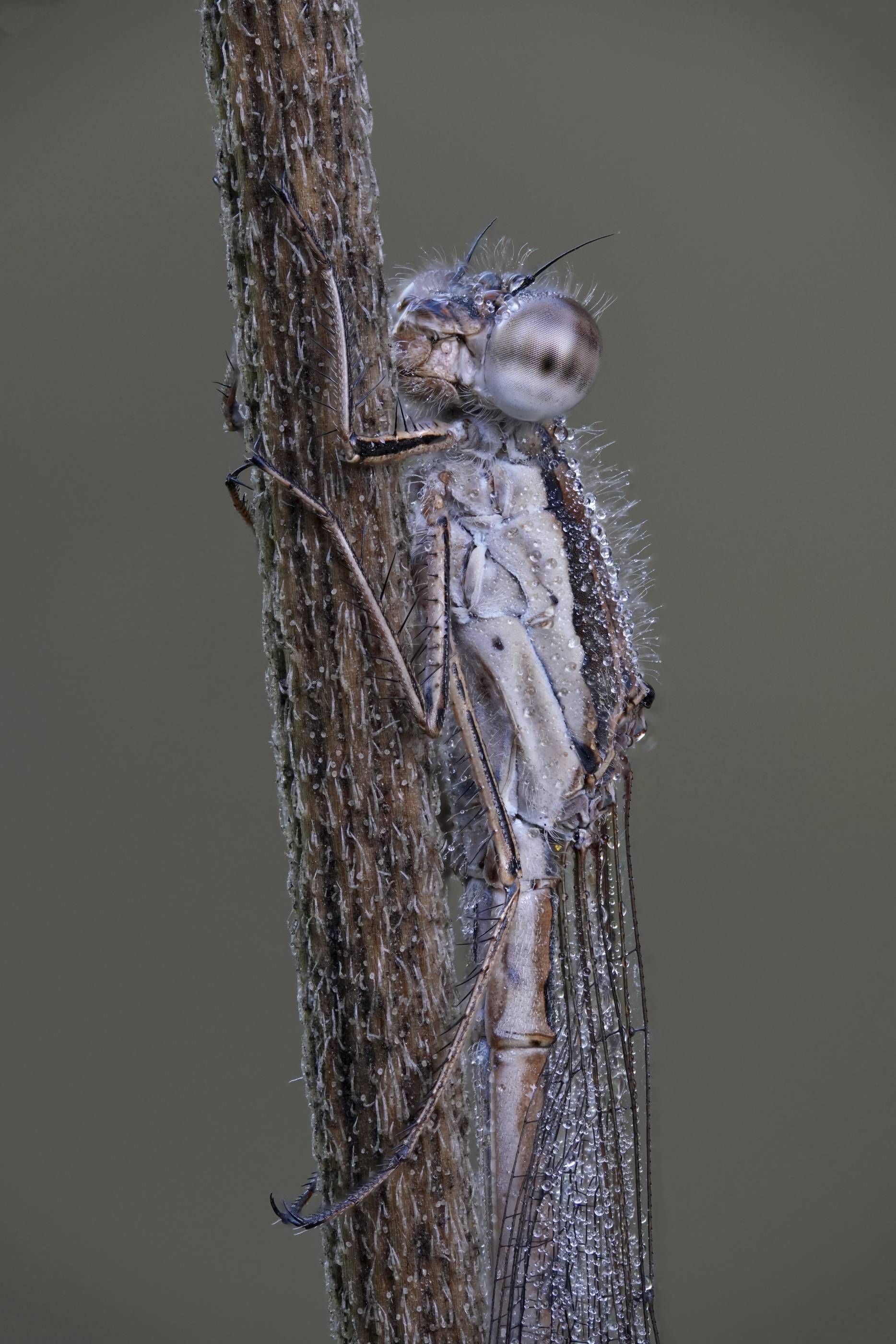 Libelle, geklammert an Stängel, mit Tautröpfchen