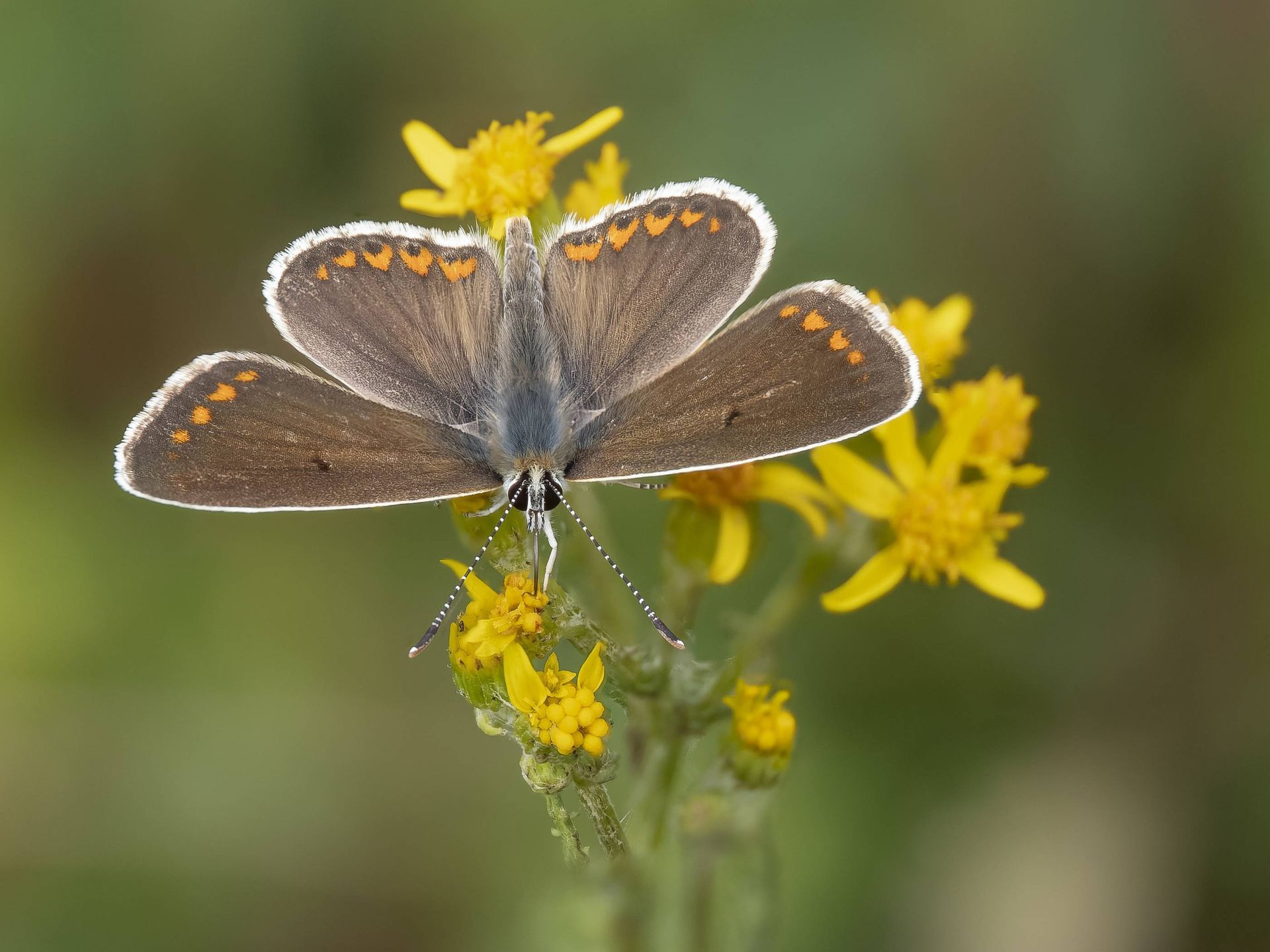 Schmetterling auf Greiskraut-Blüte
