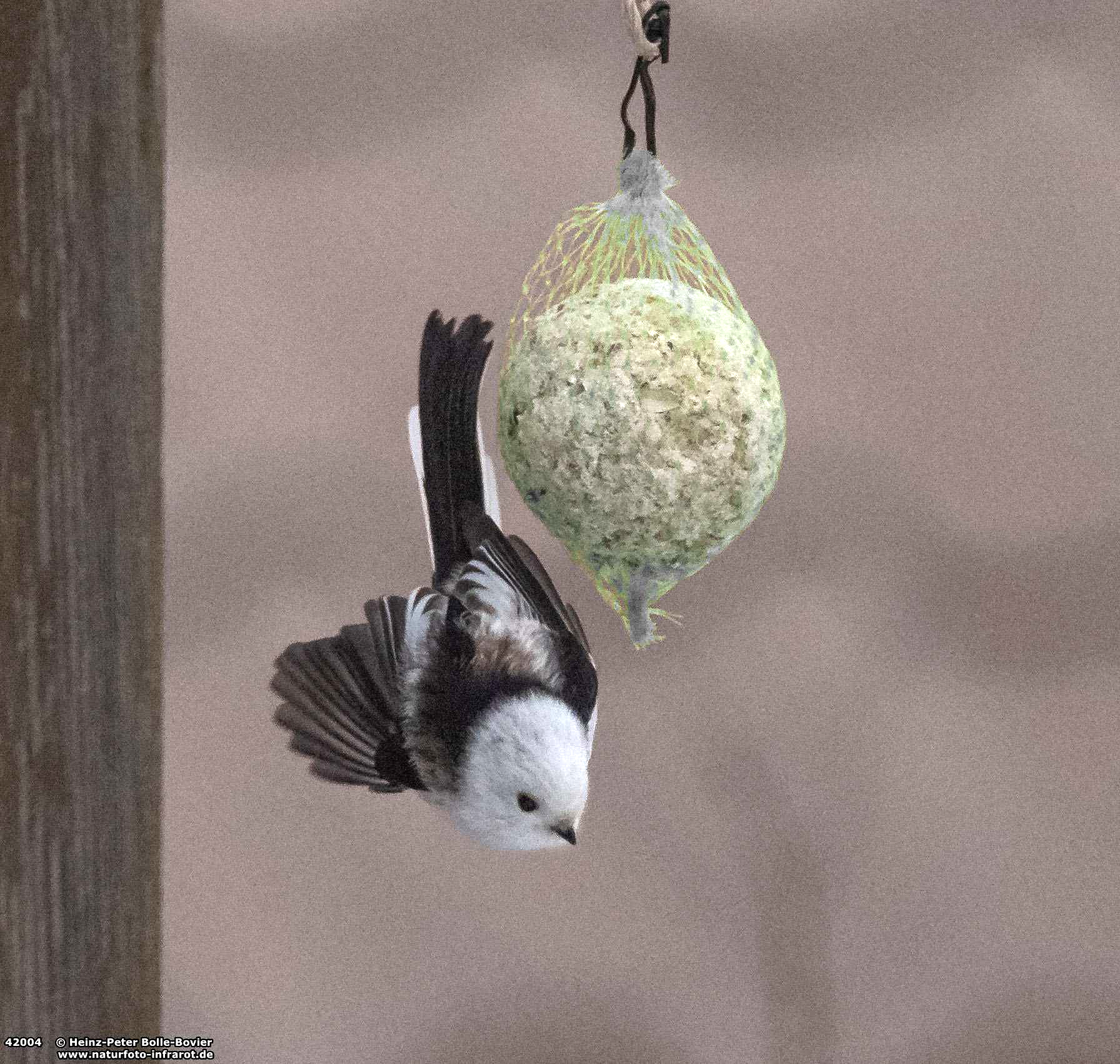 Schwanzmeise Schwanzmeise