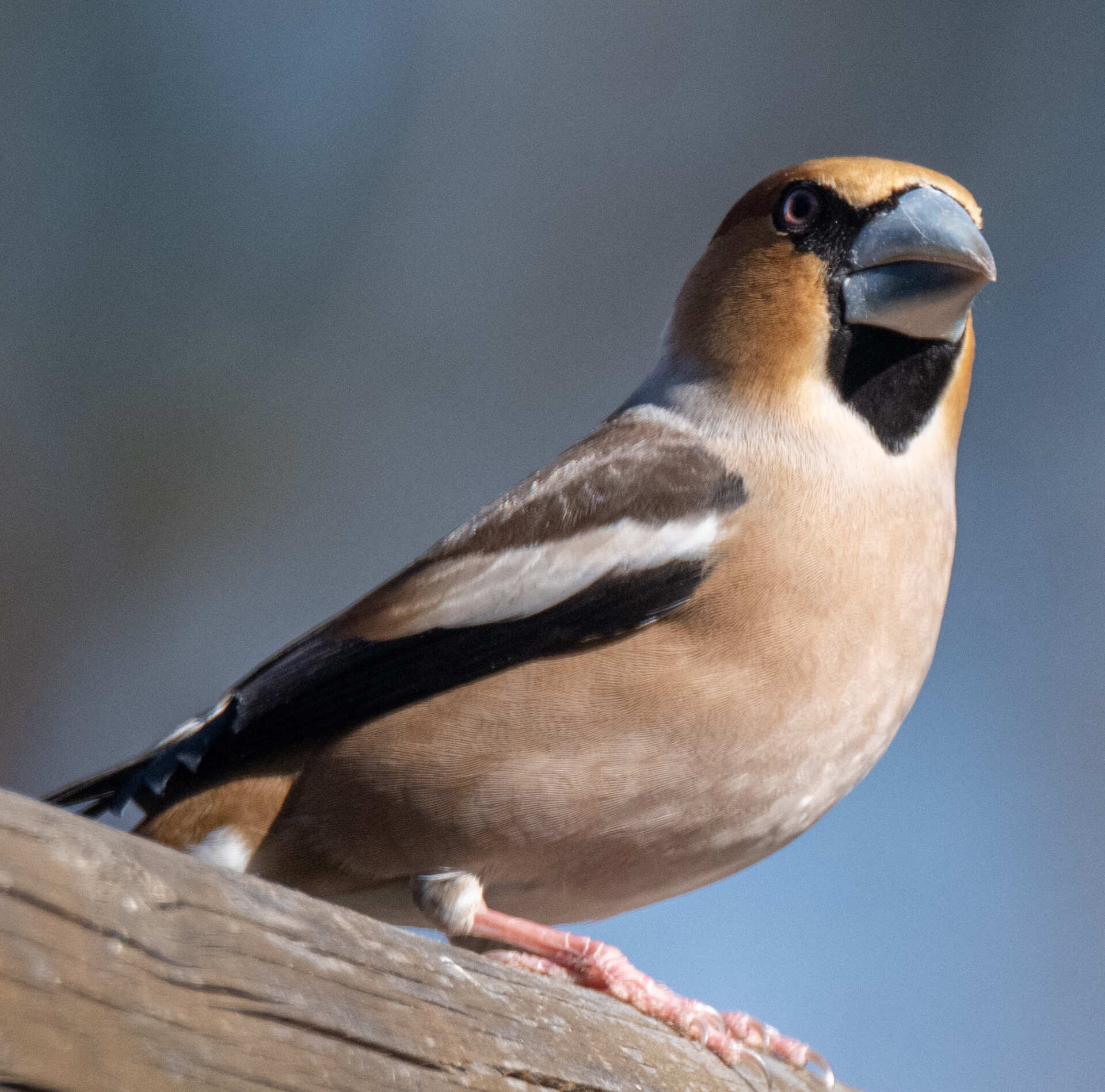 Kernbeisser Kernbeisser