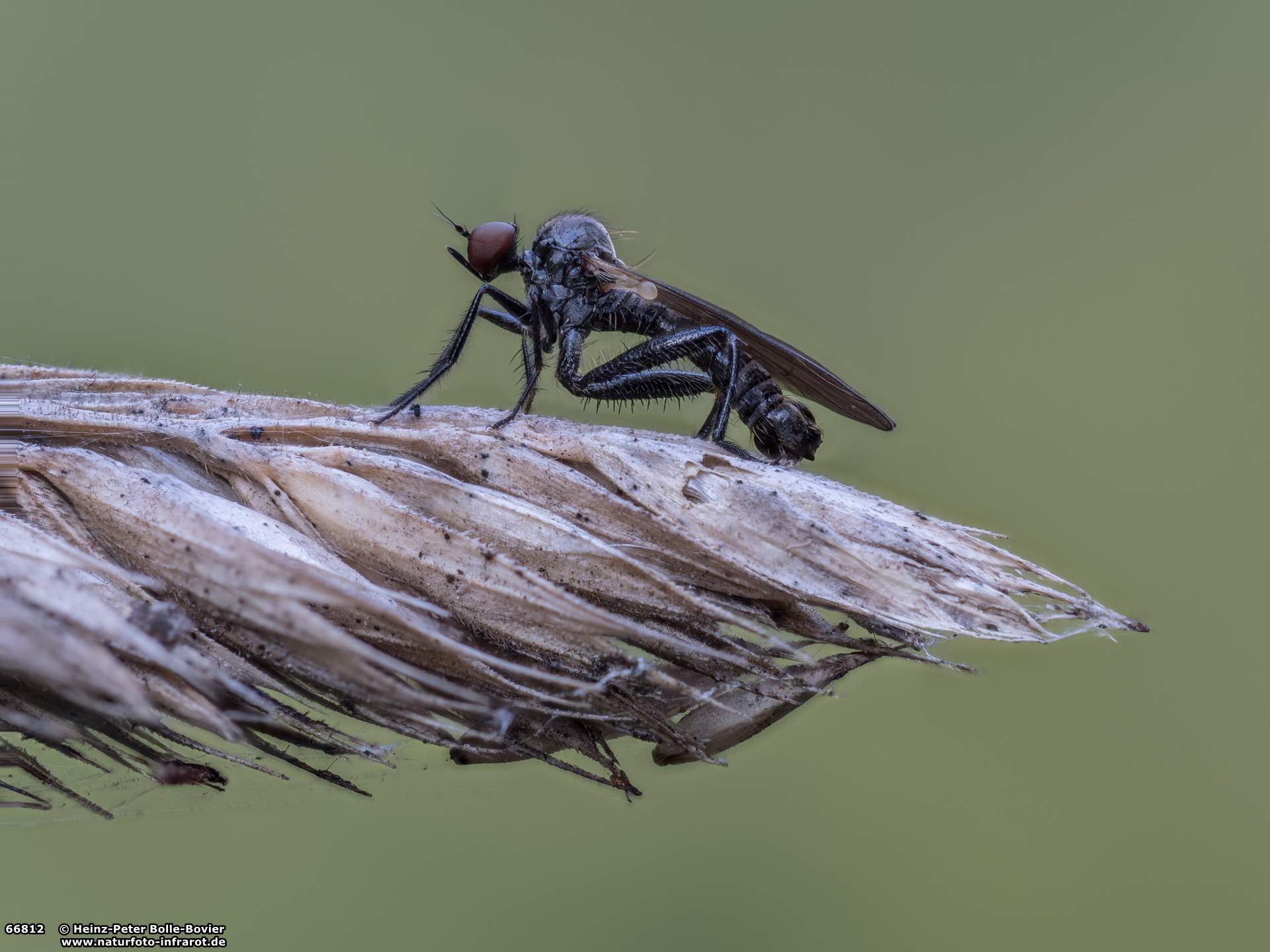 Raubfliege Raubfliege auf Ährenspitze