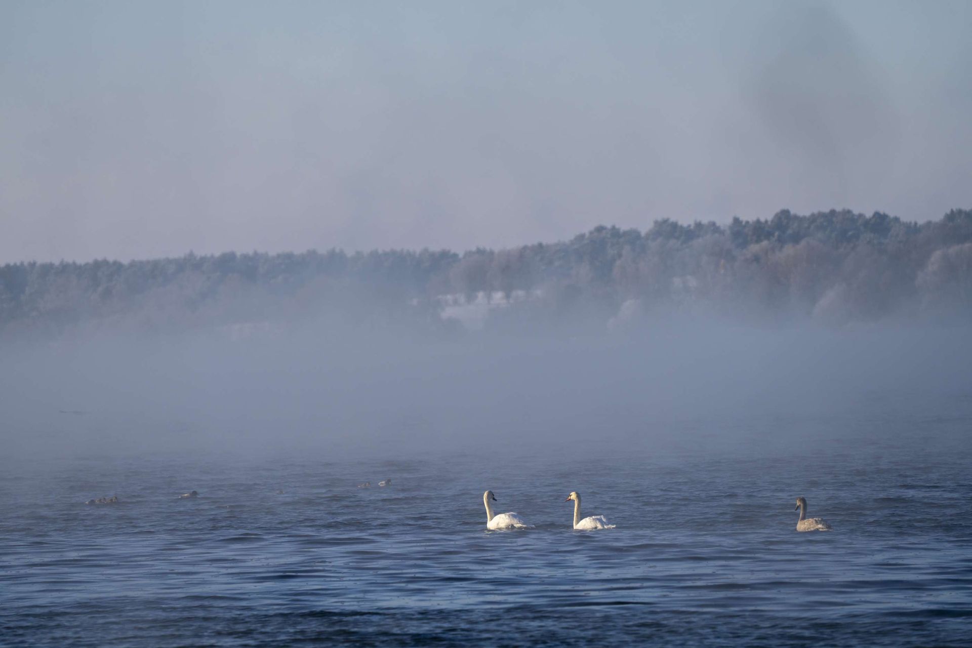 Oberuckersee mit Schwänen, Nebel bei sonnigem Wetter