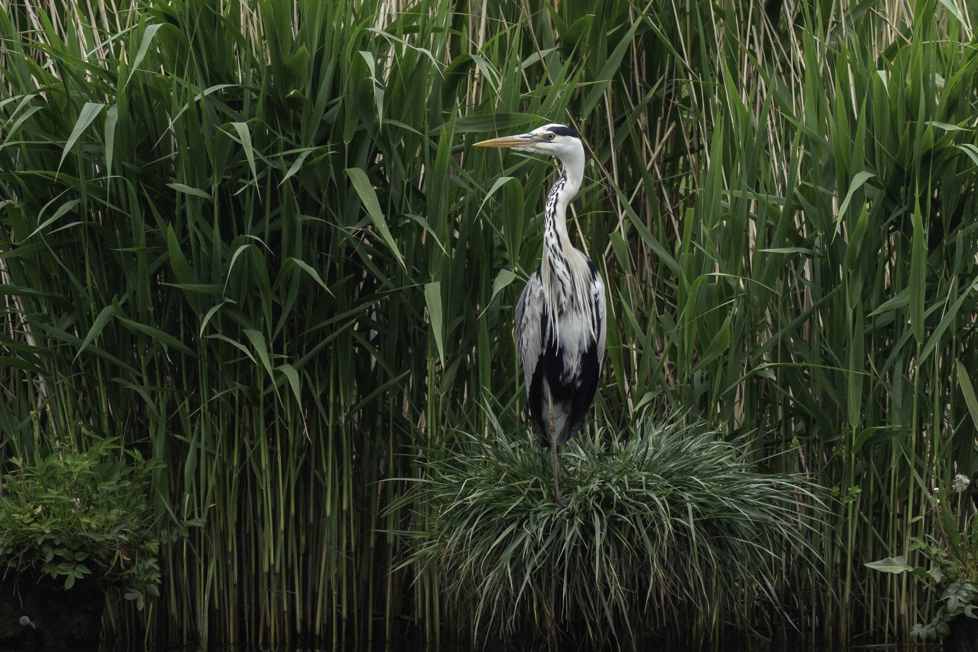 Reiher in Ückermünde Reiher in Ückermünde