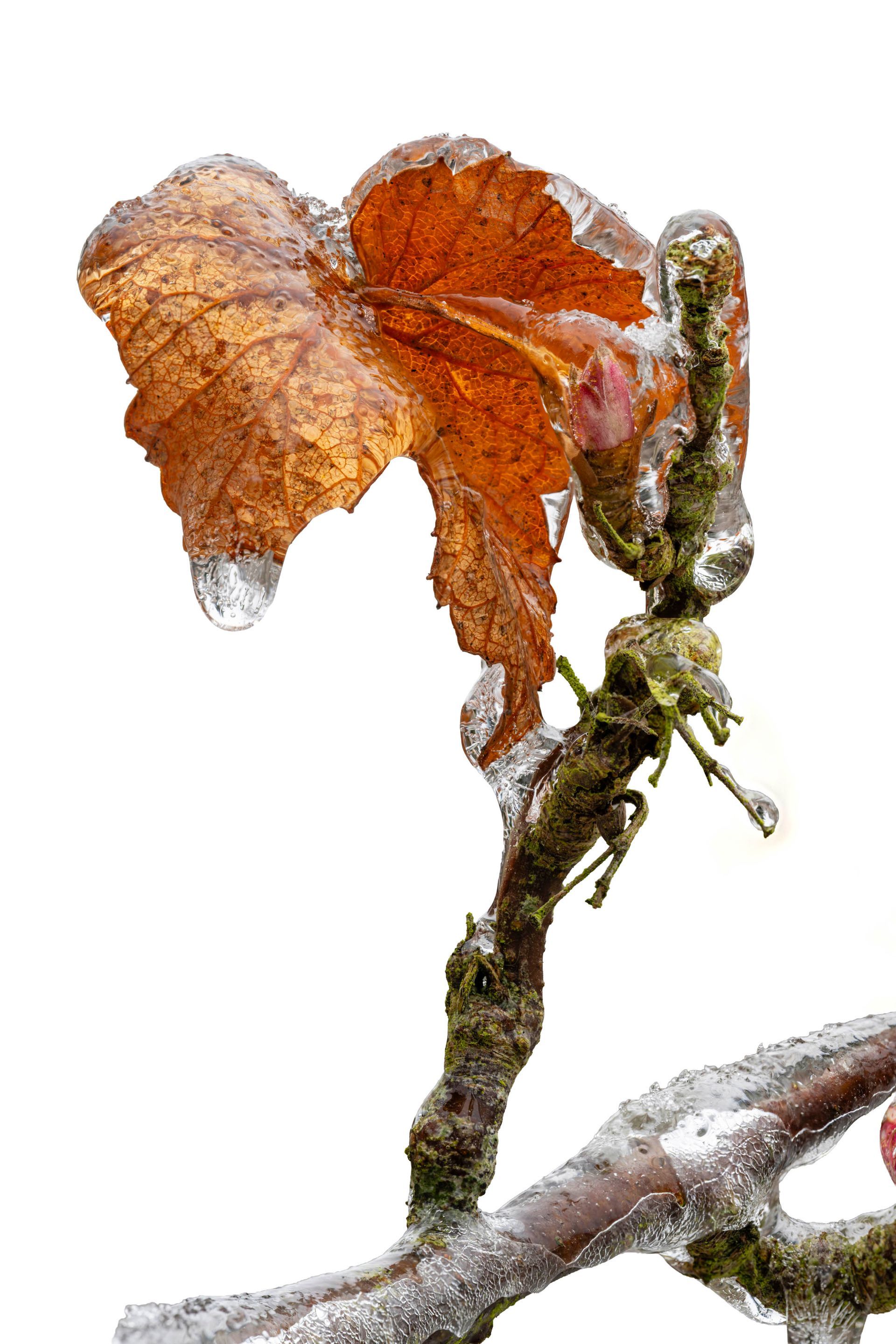 Blatt eines Beerenstrauch Vereistes Blatt eines Beerenstrauchs