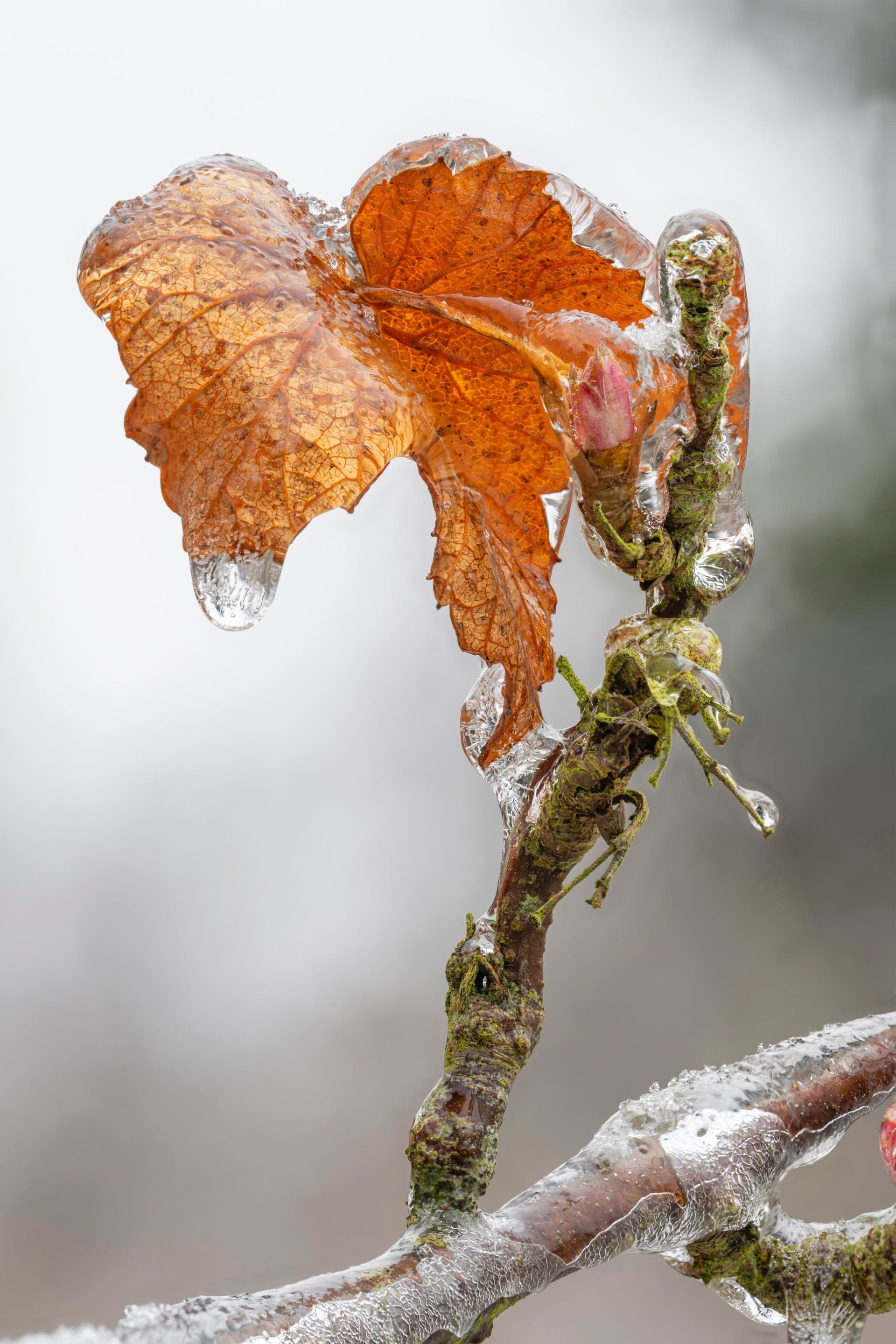 Beerenstrauch-Blatt Beerenstrauch-Blatt an aufrechtem Zweig
