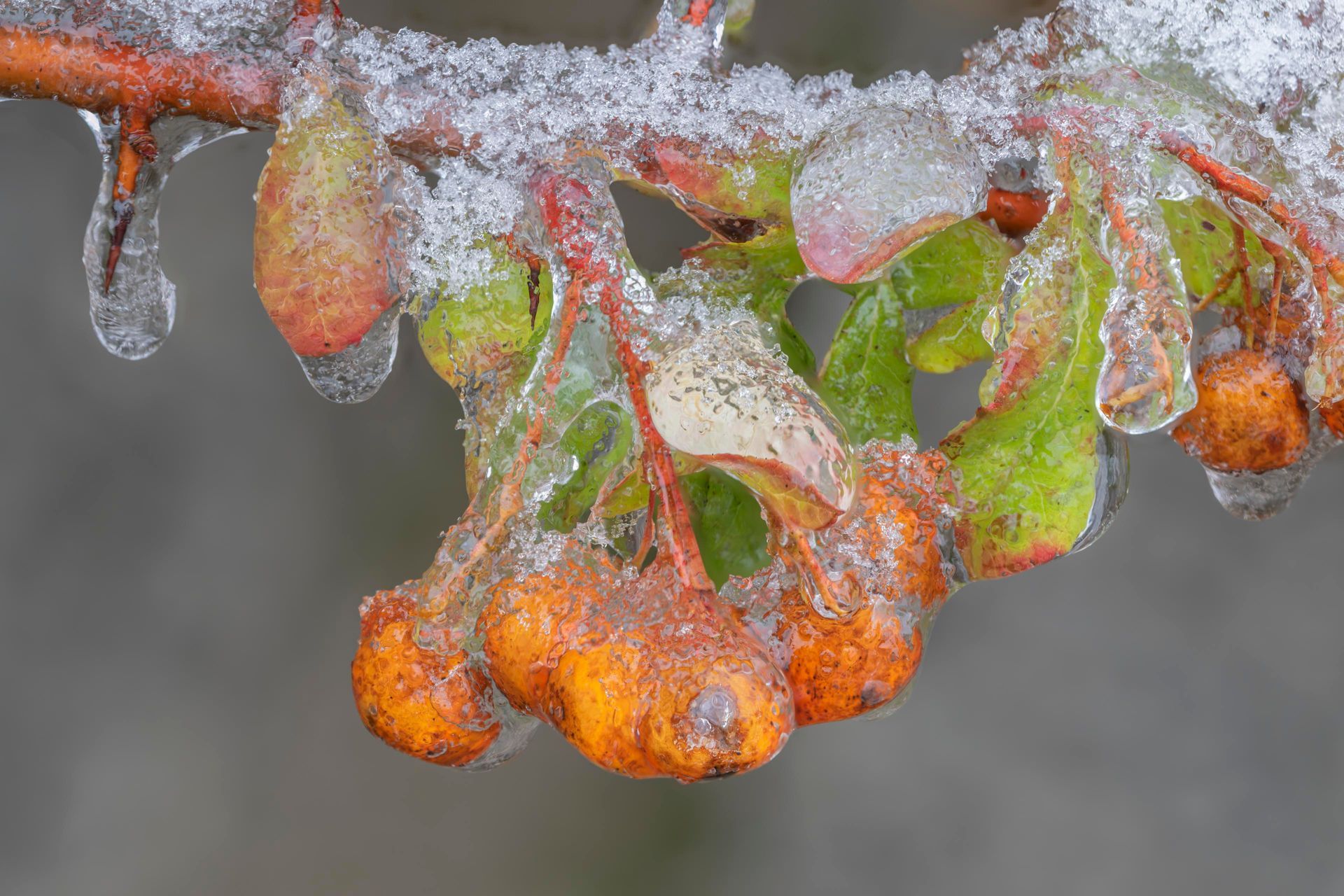 Rote Früchte Rote Früchte hängend an Zweig mit Eishülle