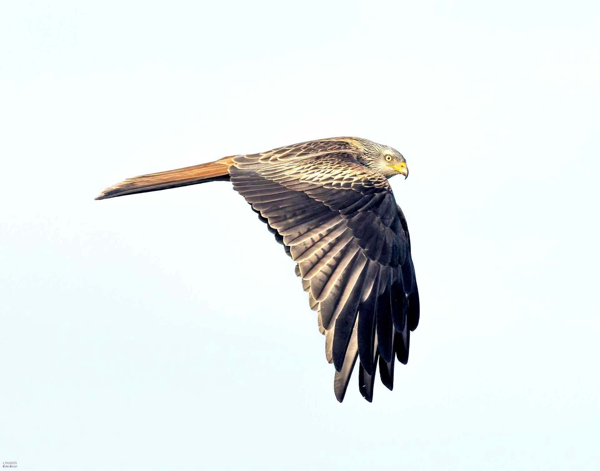 Raubfliege Raubfliege auf Ährenspitze