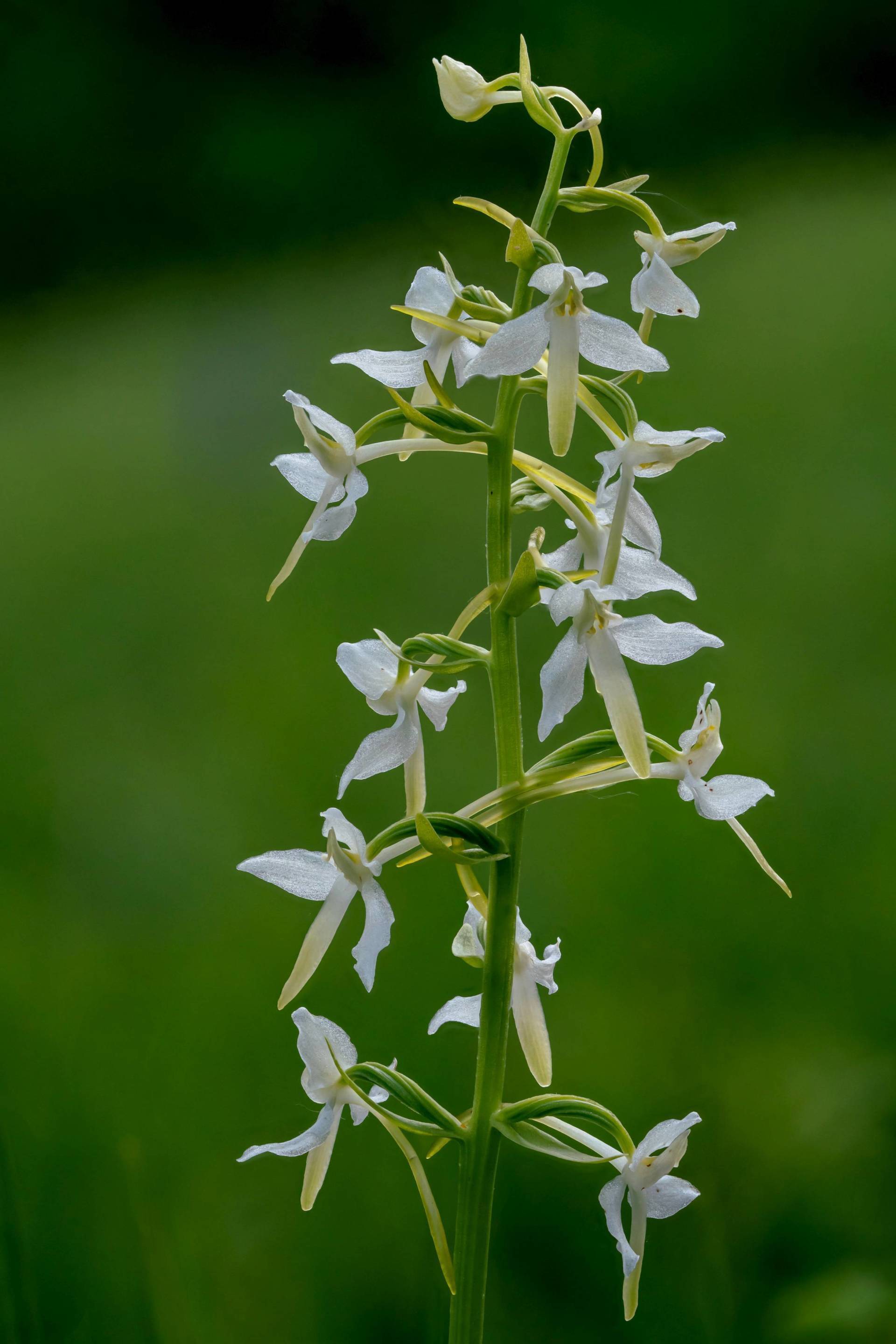 Waldhyazinthe Waldhyazinthe