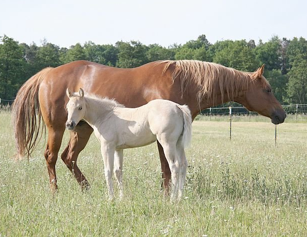 Goodlooken Texana Goodlooken Texana