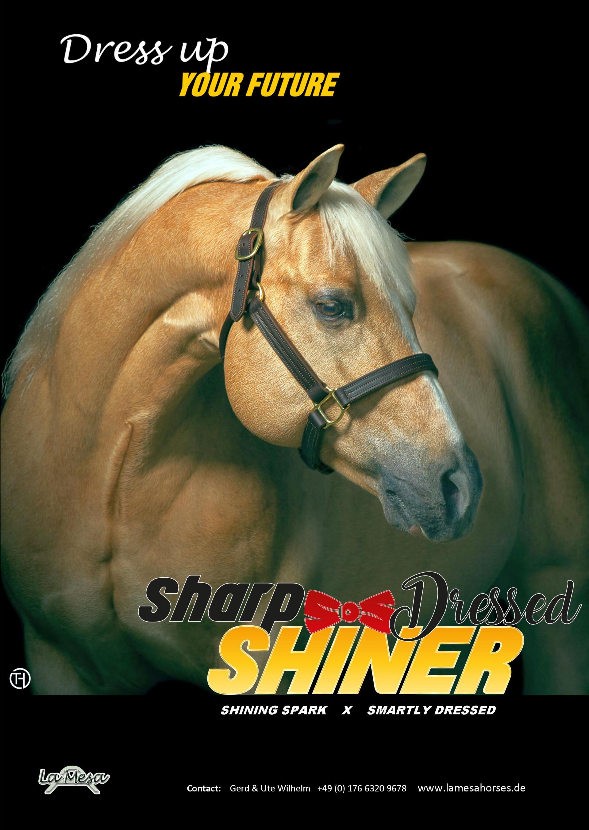 Sharp Dressed Shiner Breeding Sharp Dressed Shiner Breeding