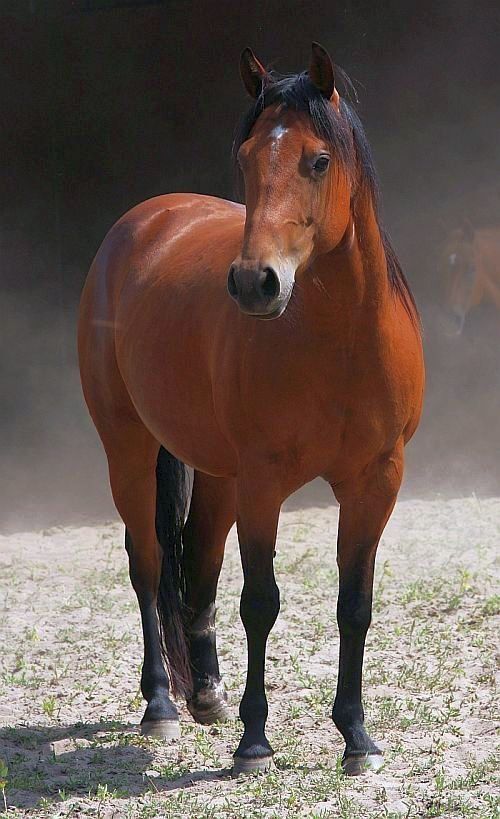 LM Ebony Gun LM Ebony Gun