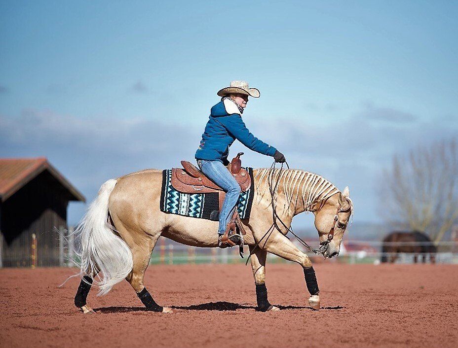 Just before he went to the breeding station Sharp Dressed Shiner