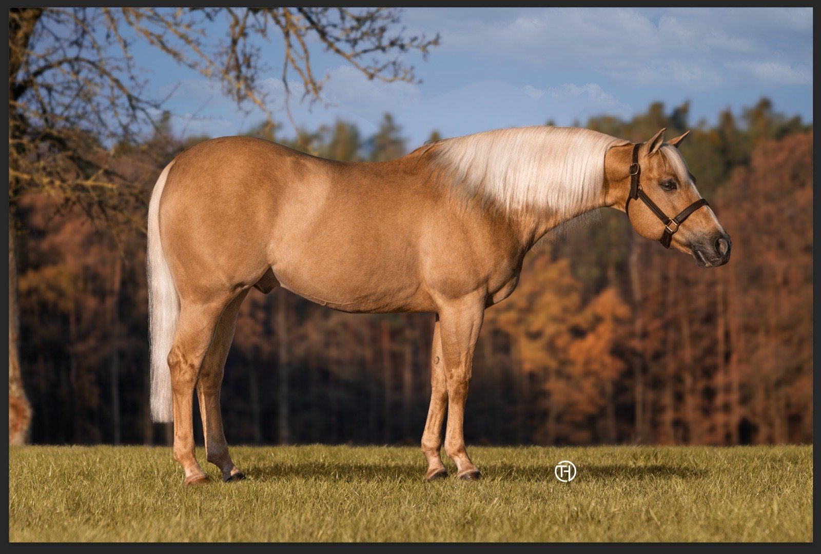 Sharp Dressed Shiner Dez, 2020 Sharp Dressed Shiner