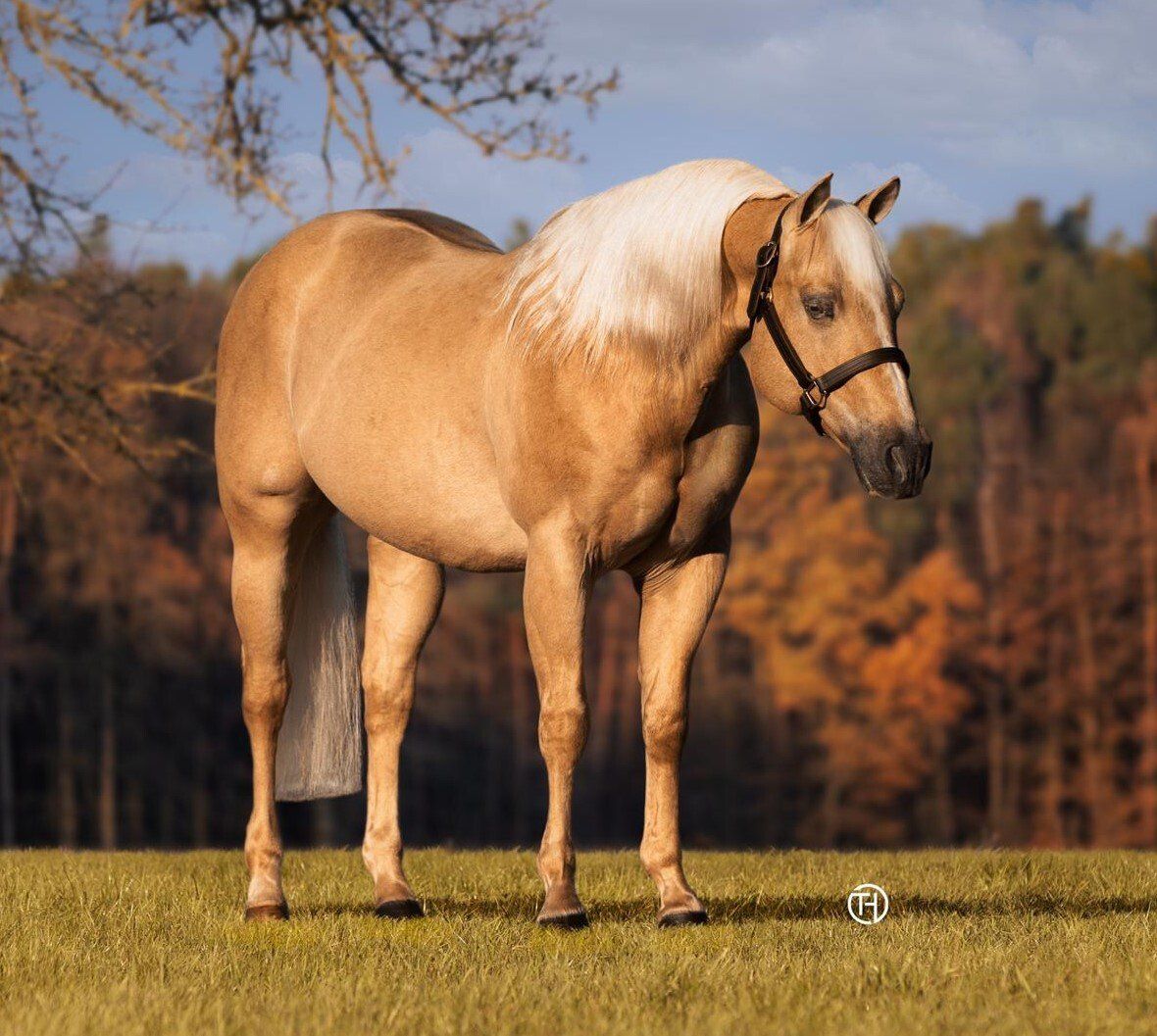 Sharp Dressed Shiner Sharp Dressed Shiner